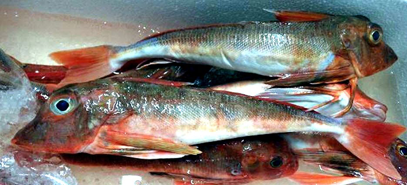 Chelidonichthys cuculus_04.jpg